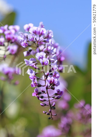 Hardenbergia(小町紫藤) Hardenbergia(小町紫藤) 50621779