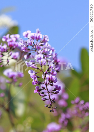 Hardenbergia (Komachi Wisteria) Hardenbergia (Komachi Wisteria) 50621780