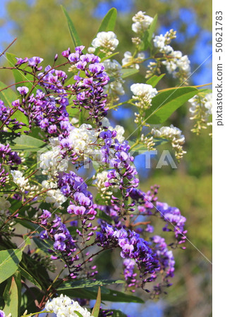 Hardenbergia（小町紫藤） 50621783