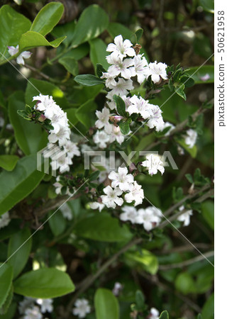 天鵝豆花 50621958