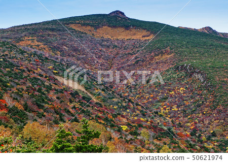 Adachi Adachi of autumnal leaves Adachi Adachi of autumnal leaves 50621974