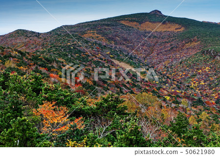 Adachi Adachi of autumnal leaves 50621980