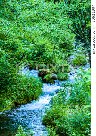 Fresh green stream Fresh green stream 50621994