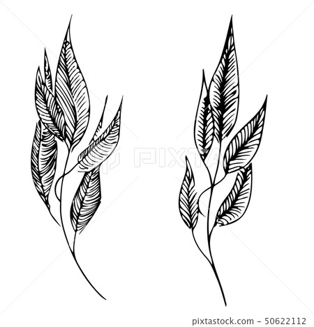 Hand drawn  illustration of two laurel branches 50622112
