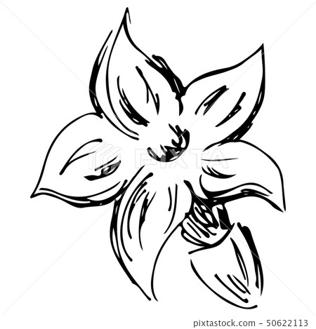 sketch blossom lavender illustration. Hand drawn. sketch blossom lavender illustration. Hand drawn. 50622113