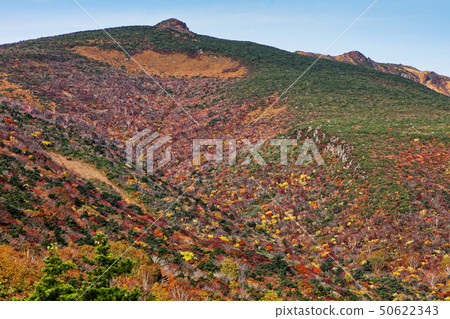 秋葉的足立安達 秋葉的足立安達 50622343