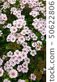 Oxalis flower 50622806
