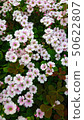 Oxalis flower 50622807