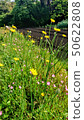 Wild grass of the way 50622808