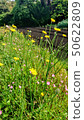 Wild grass of the way 50622809