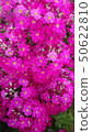 Primula 50622810