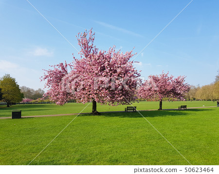 Trees with pink flowers in spring in Battersea 50623464