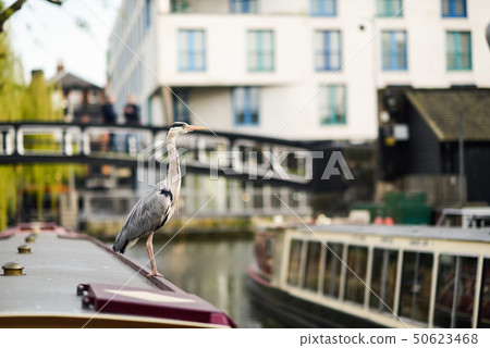 Heron or ardea cinerea in Little Venice, Camden 50623468