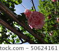 Rose-2 50624161