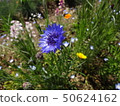 Wild grass of spring -5 50624162