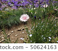 Spring Wildflowers-6 50624163