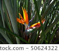 Bird of paradise 50624322