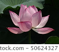 Lotus flower -1 50624327