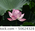 Lotus flower -2 50624328