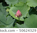 Lotus flower -3 50624329