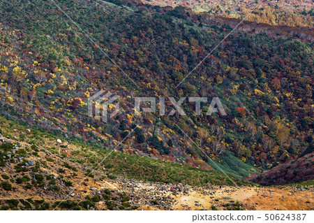 Mountain surface of autumn leaves seen from the summit of Adat Tara mountain Mountain surface of autumn leaves seen from the summit of Adat Tara mountain 50624387