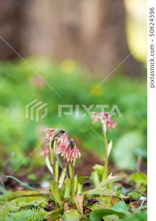 Shojo Bakama 50624396