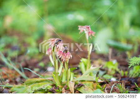 Shojo Bakama 50624397