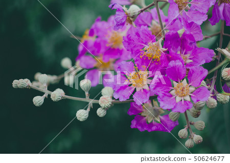 Inthanin, Queen's flower. 50624677