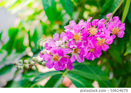 Inthanin, Queen's flower. 50624678