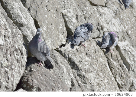 Sunbathing of pigeons Sunbathing of pigeons 50624803