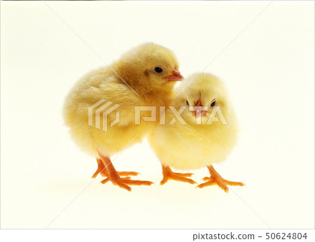 Cute chick 50624804