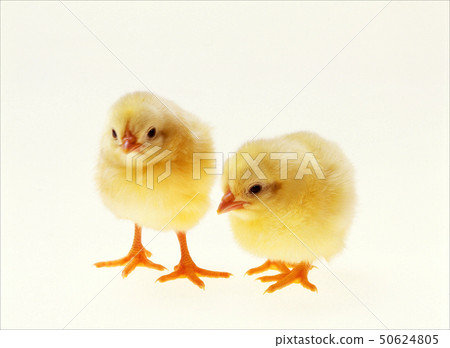 Two chicks 50624805