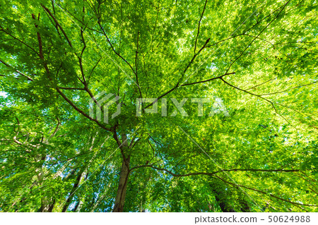 Fresh green Fresh green 50624988