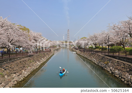 和平公民公園的櫻花 和平公民公園的櫻花 50625164