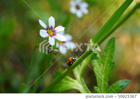 栗子淋浴,Nankin虹膜,花園裡的花,小花,人見人愛,漂亮,5月,陽光明媚,雜草 栗子淋浴,Nankin虹膜,花園裡的花,小花,人見人愛,漂亮,5月,陽光明媚,雜草 50625367