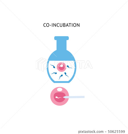 Egg and sperm in co-incubation procedure, in vitro fetrilization injection in medical laboratory 50625599