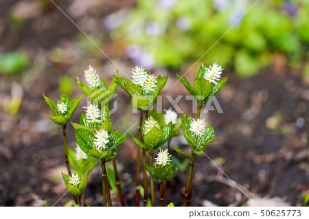 Hitorishizuka 50625773