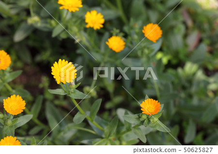 Fuyushirazu花 50625827