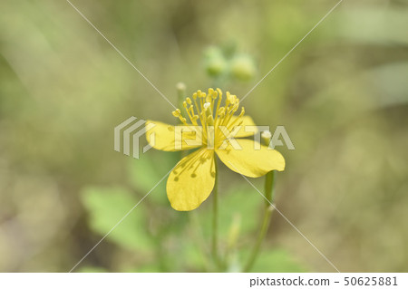 黃色的草 50625881