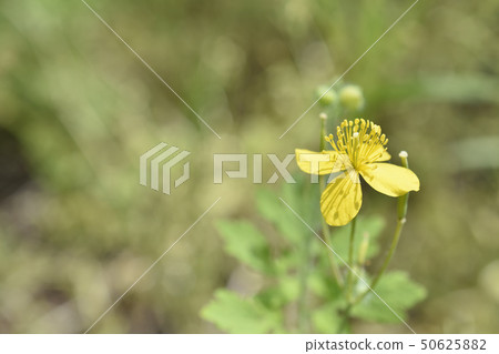 黃色的草 黃色的草 50625882