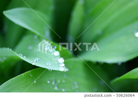 Young leaf wet with rain dew 50626064