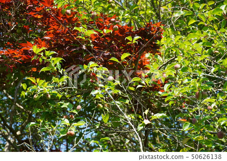 Plum garden, plum fruits, maple, spring maple, red, sunny, May, plum, plum tree Plum garden, plum fruits, maple, spring maple, red, sunny, May, plum, plum tree 50626138