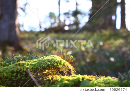 Mossy forest 50626374