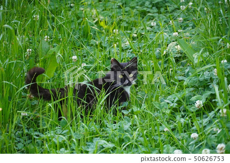 貓·流浪貓·鐵鏽圖案·黑色可愛·陽光·梅·草·產後·聰明 50626753