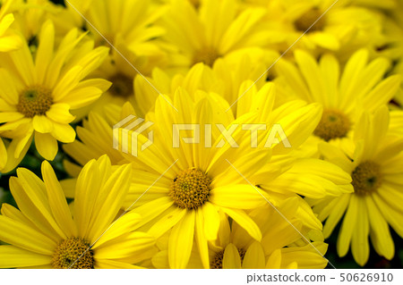 Background of yellow daisies - Golden Butterfly 50626910