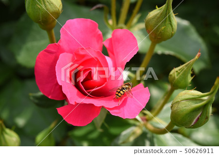Roses and bees 50626911