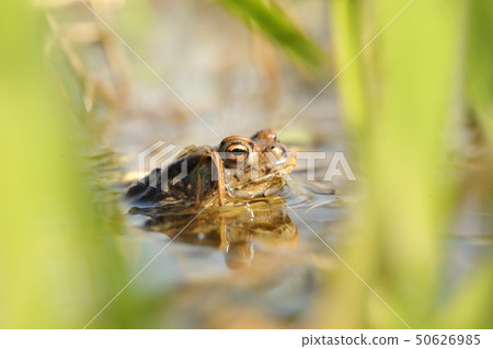 Frog in a pond during mating season 50626985