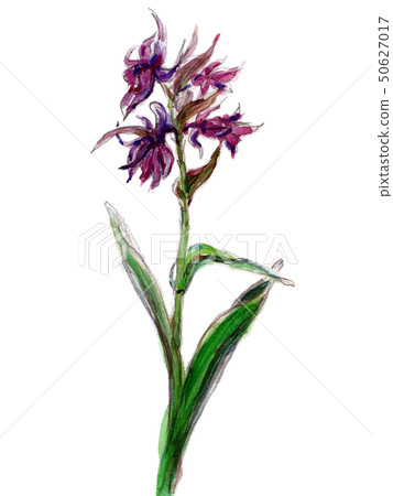 Hakusan Chidori Hakusan Chidori 50627017