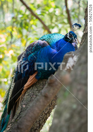 在樹的印地安孔雀 50627026