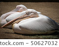 Great white pelican sitting 50627032